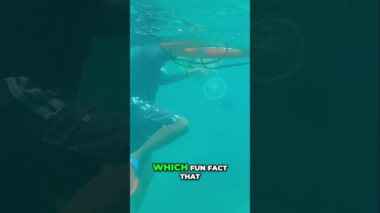 Snorkeling  with Jellyfish, Don't Touch The Underside!