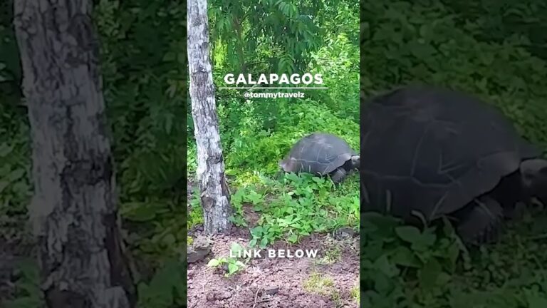 #TommyTravelz #travelnow #traveltips #galapagos #sancristobal #santacruz #islabaltra #isabelaisland