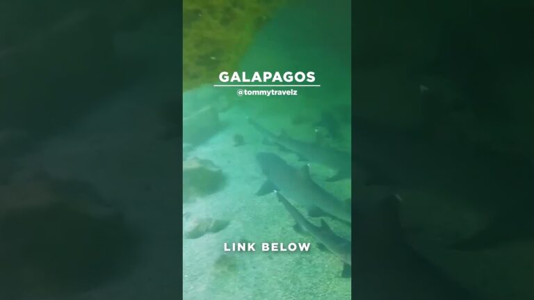 #TommyTravelz #travelnow #traveltips #galapagos #sancristobal #santacruz #islabaltra #isabelaisland